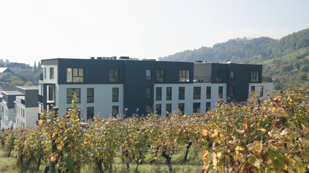 6 slika  vinograd rl