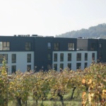 6 slika  vinograd rl